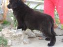 Newfoundland puppies