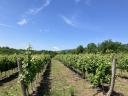 Vinohrady na predaj na dolných svahoch vrchu Sár vo vinárskej oblasti Mátra Valley.