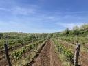 Prodaja vinogradov na spodnjih pobočjih hriba Sár v vinorodni deželi Mátra.