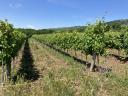 Prodajem vinograd na nižim padinama Sár-hegy u vinogorju Mátraalja.
