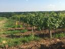 Продаје се виноград на нижим падинама Сар-хеги у винском региону Матрааља.
