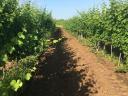 Prodaja vinogradov na spodnjih pobočjih hriba Sár v vinorodni deželi Mátra.