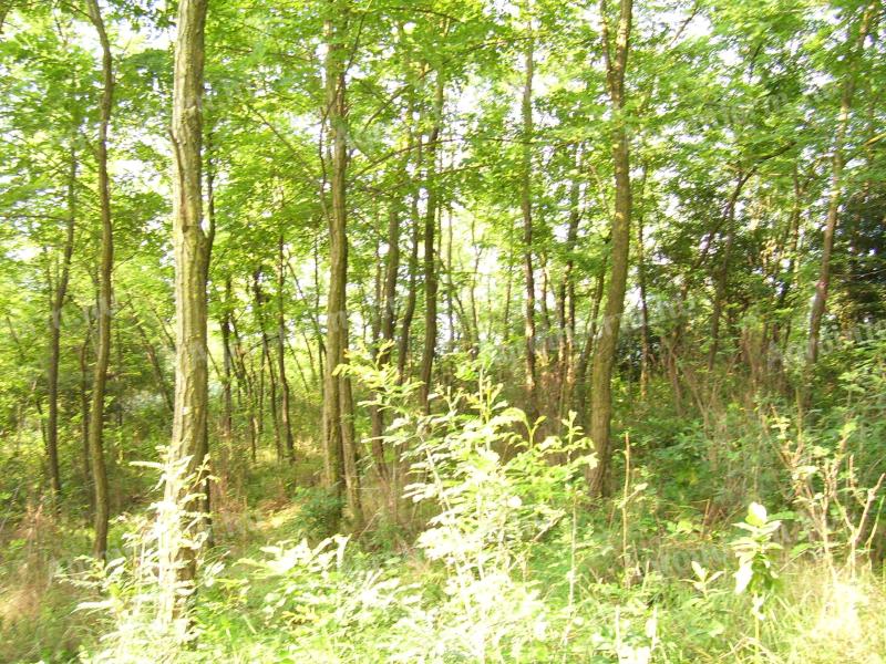 6.5 hectares of forest for sale in Sükösd near the main road.