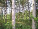 6.5 hectares of forest for sale in Sükösd near the main road.