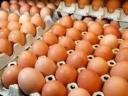 Fresh farm eggs