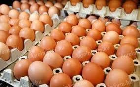 Fresh farm eggs