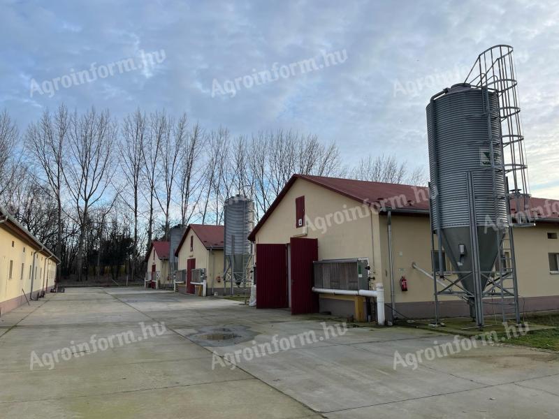 Poultry rearing and stuffing plant