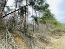 Pine forest timber for sale in Gottmezeje