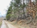 Pine forest timber for sale in Gottmezeje