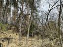 Pine forest timber for sale in Gottmezeje