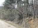 Pine forest timber for sale in Gottmezeje