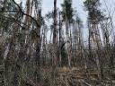 Pine forest timber for sale in Gottmezeje