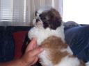 Shih-Tzu kan kiskutya