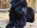 Purebred Poodle puppies