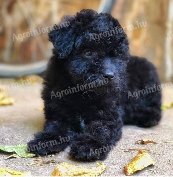 Purebred Poodle puppies