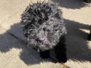 Purebred Poodle puppies