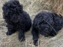 Purebred Poodle puppies