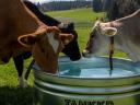 TANKKD! We're doing just fine - animal feeders made of galvanised metal or HDPE plastic