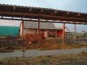 Livestock farm on the outskirts of Dunaszentgyörgy, also eligible for SGEI tender