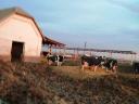 Livestock farm on the outskirts of Dunaszentgyörgy, also eligible for SGEI tender