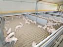 Attention pig farmers! WEDA housing technology system also in the STS tender