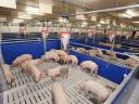 Attention pig farmers! WEDA housing technology system also in the STS tender