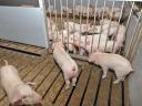 Attention pig farmers! WEDA housing technology system also in the STS tender