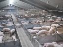 Attention pig farmers! WEDA housing technology system also in the STS tender