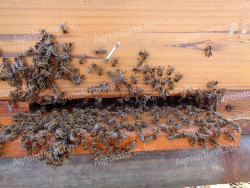 Bienenschwarm zu verkaufen