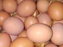 Fresh table eggs for sale