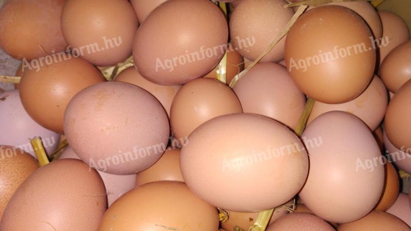 Fresh table eggs for sale