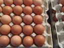 Fresh table eggs for sale