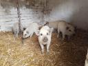 Blonde mangalica piglets