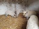 Blonde mangalica piglets