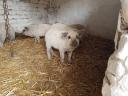 Blonde mangalica piglets