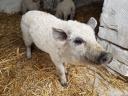 Blonde mangalica piglets