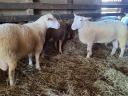 Berrichon du Cher yearling qualified rams