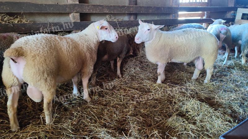 Berrichon du Cher yearling qualified rams