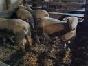 Berrichon du Cher yearling qualified rams