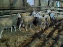 Berrichon du Cher yearling qualified rams