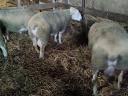 Berrichon du Cher yearling qualified rams