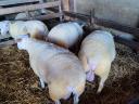 Berrichon du Cher yearling qualified rams