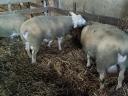 Berrichon du Cher yearling qualified rams