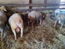 Berrichon du Cher yearling qualified rams