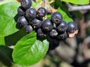 Răsaduri de aronia neagră (aronia)