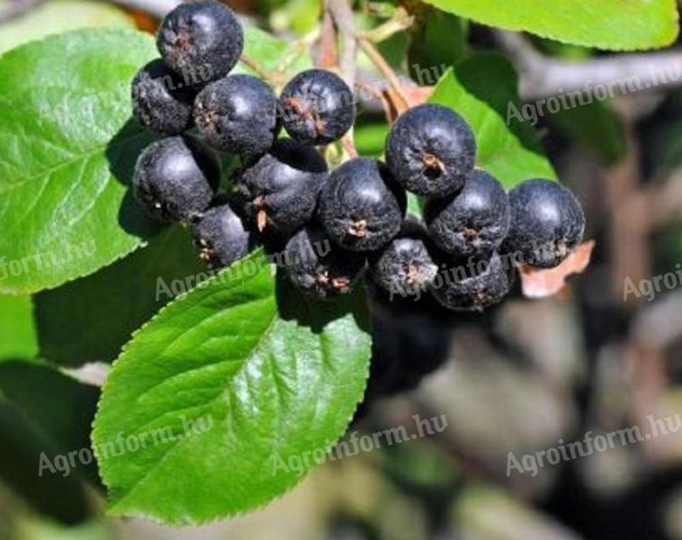 Răsaduri de aronia neagră (aronia)