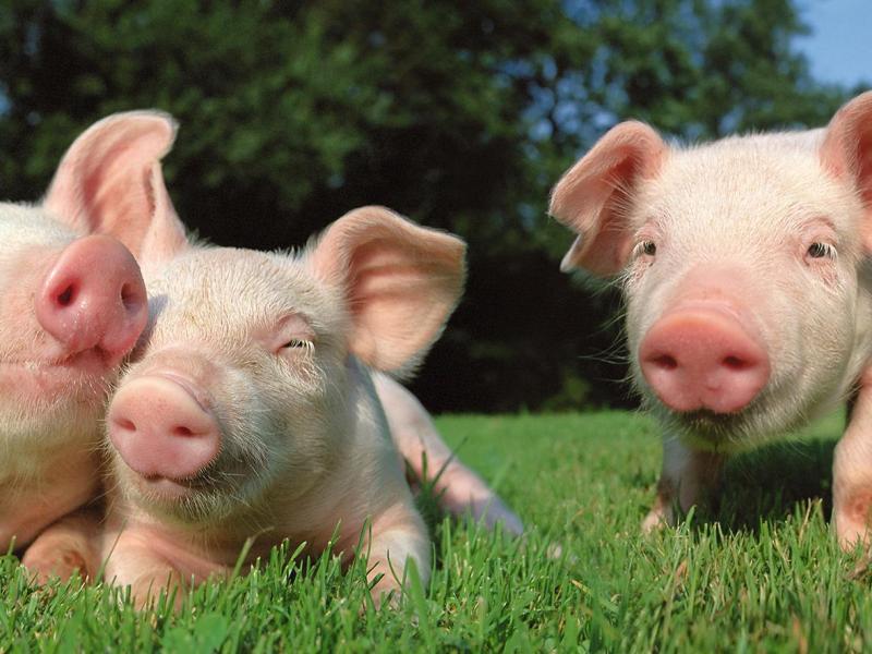 Tierpfleger - Hunland - Felsőbabád (Schweinefarm)