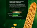 Are you afraid of drought? Choose early maize seeds! (1 hectare - 50.000 HUF + VAT)