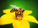 Bienenvölker zu verkaufen auf Hunor-Rahmen
