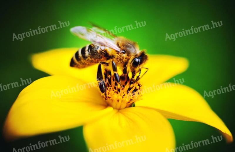 Bee colonies for sale on Hunor frame